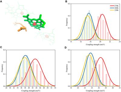 Bridging Carotenoid-to-Bacteriochlorophyll Energy Transfer of Purple Bacteria LH2 With Temperature Variations: Insights From Conformational Changes